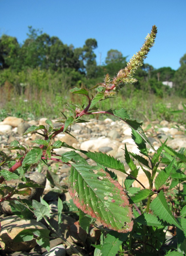 Image of Amaranthus spinosus specimen.