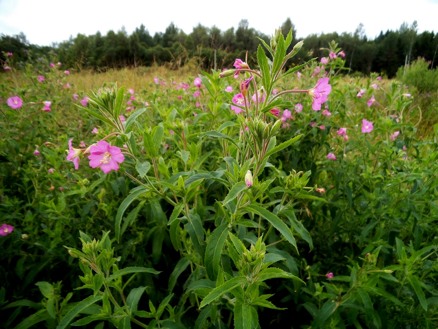 Изображение особи Epilobium hirsutum.