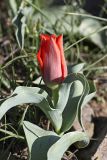 Tulipa greigii. Верхушка расцветающего растения. Южный Казахстан, хр. Боролдайтау, горы Сартур, ущелье р. Кулан; высота 900 м н.у.м. 13.04.2012.
