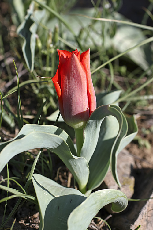 Image of Tulipa greigii specimen.