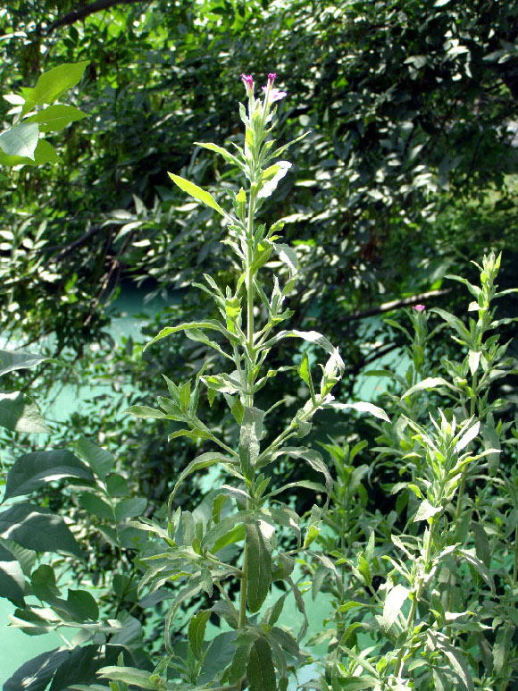 Image of Epilobium velutinum specimen.