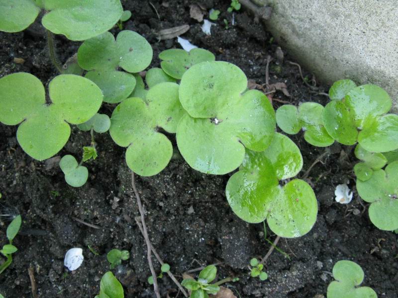 Image of Hepatica nobilis specimen.