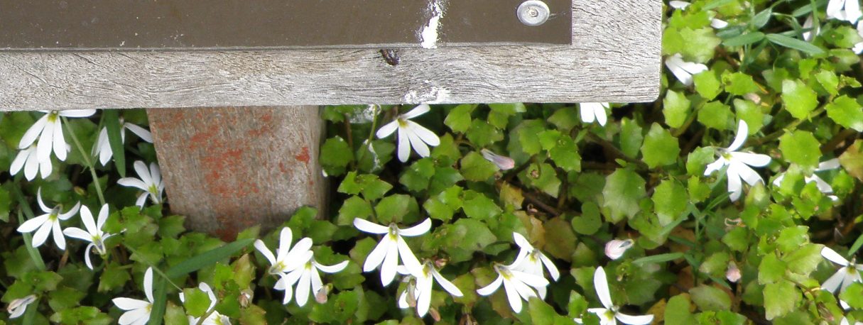 Изображение особи Lobelia angulata.