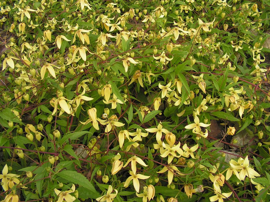 Изображение особи Clematis serratifolia.