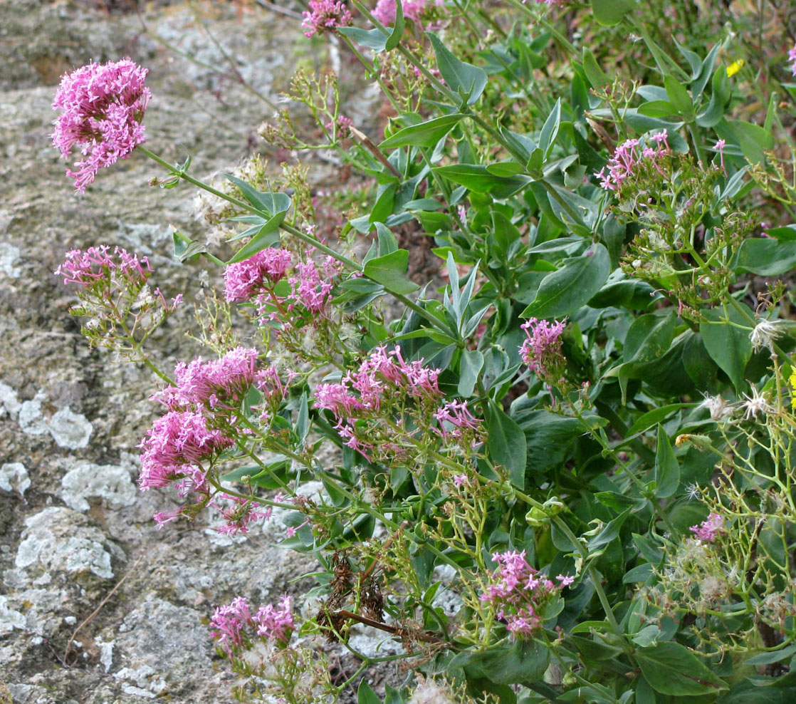 Image of Centranthus ruber specimen.