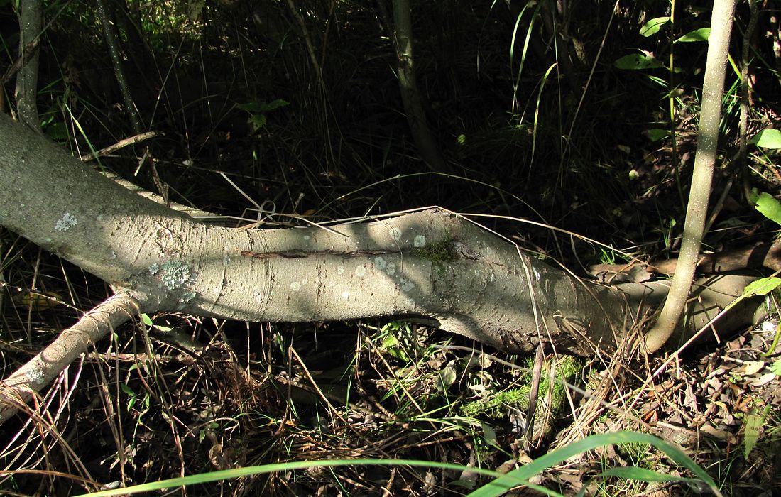 Image of Salix cinerea specimen.