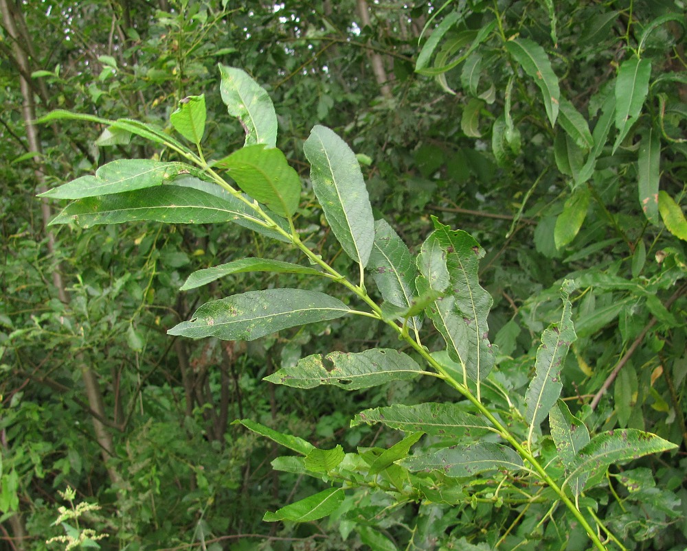 Image of genus Salix specimen.