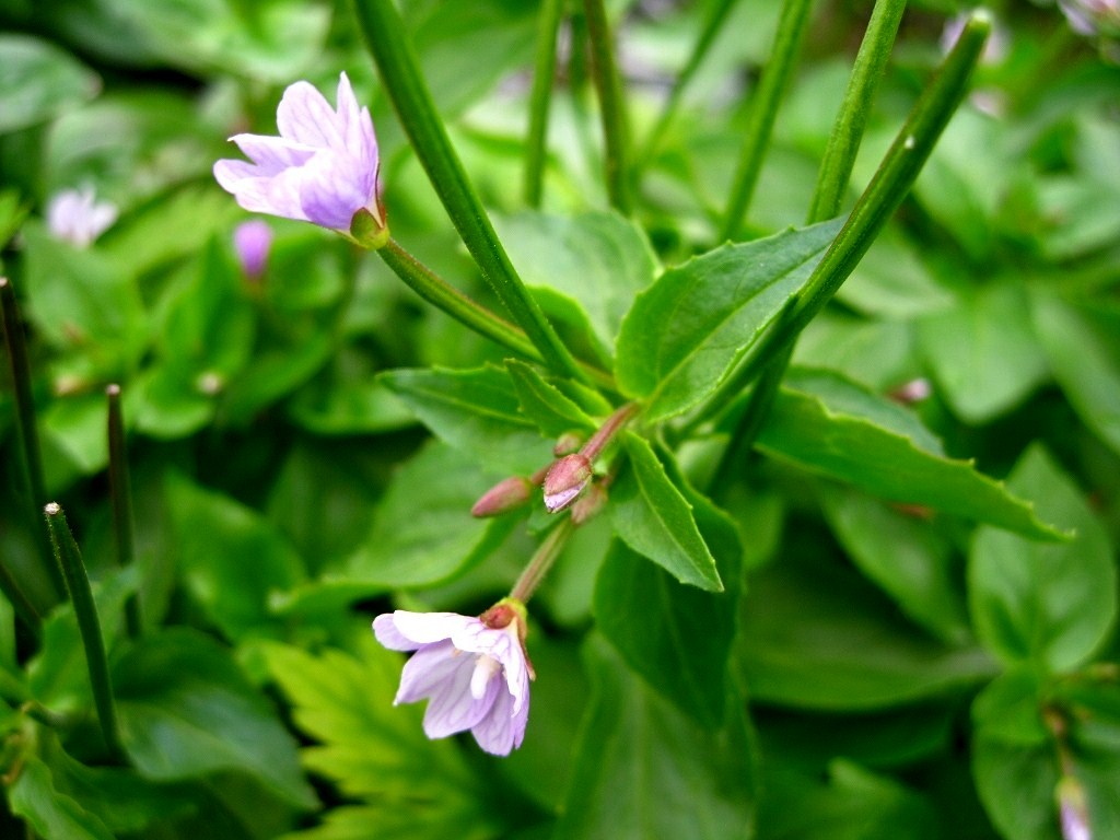 Image of Epilobium glandulosum specimen.