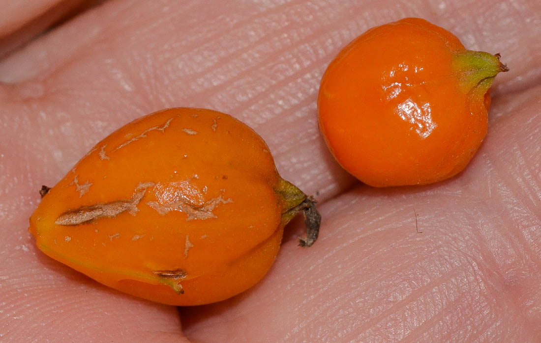 Image of genus Duranta specimen.