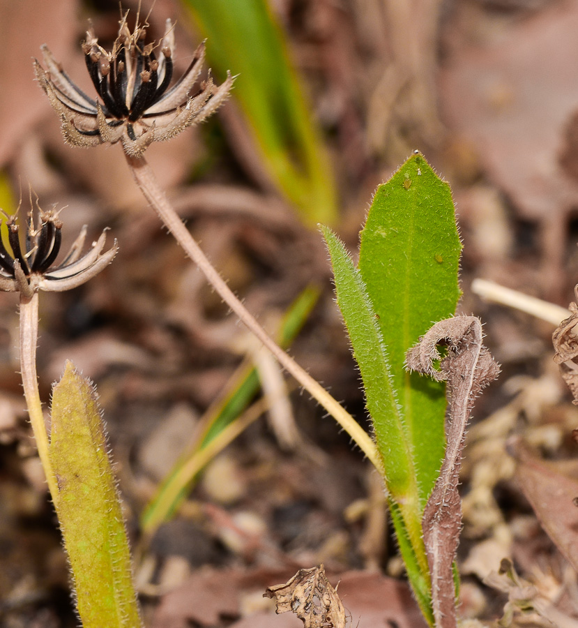 Изображение особи Hedypnois rhagadioloides.