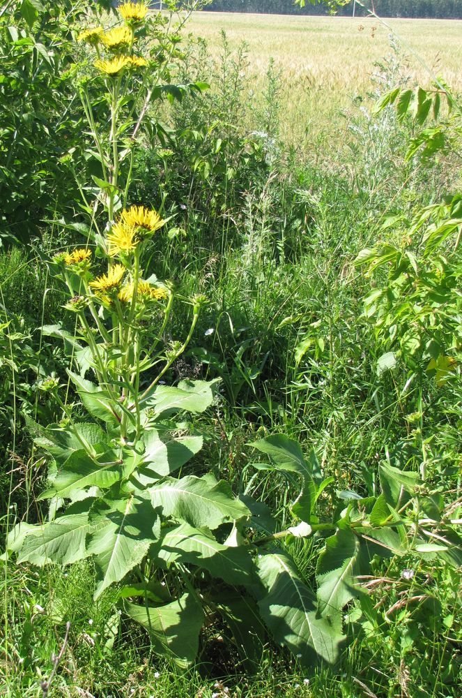 Image of Inula helenium specimen.