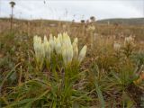 Gentiana algida