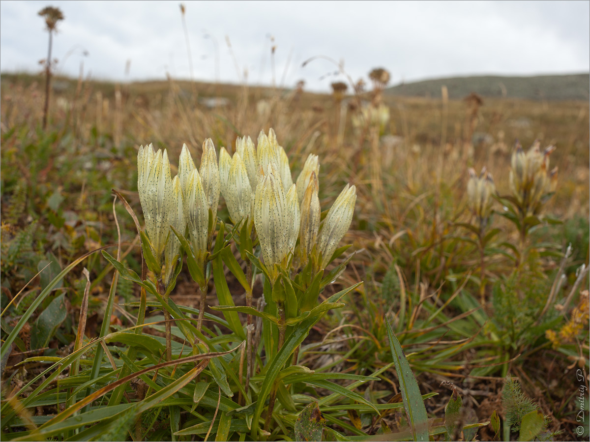 Image of Gentiana algida specimen.