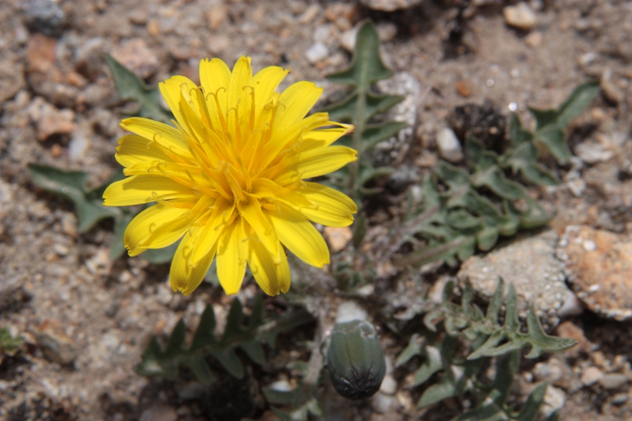 Image of Taraxacum dissectum specimen.