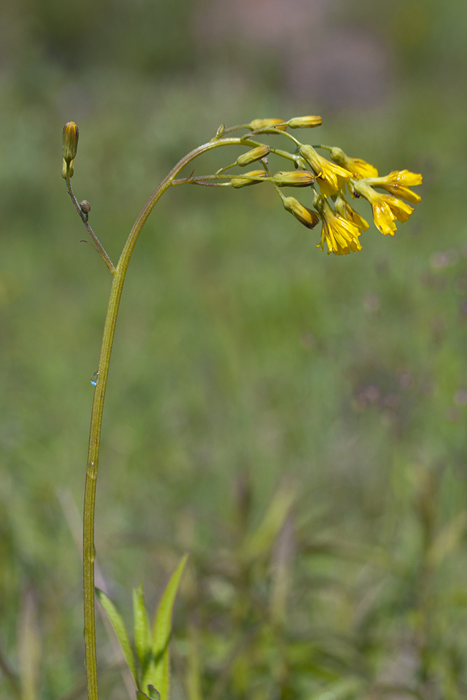 Изображение особи Crepis praemorsa.