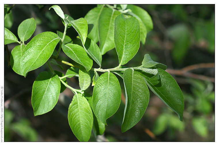 Изображение особи Salix caprea.