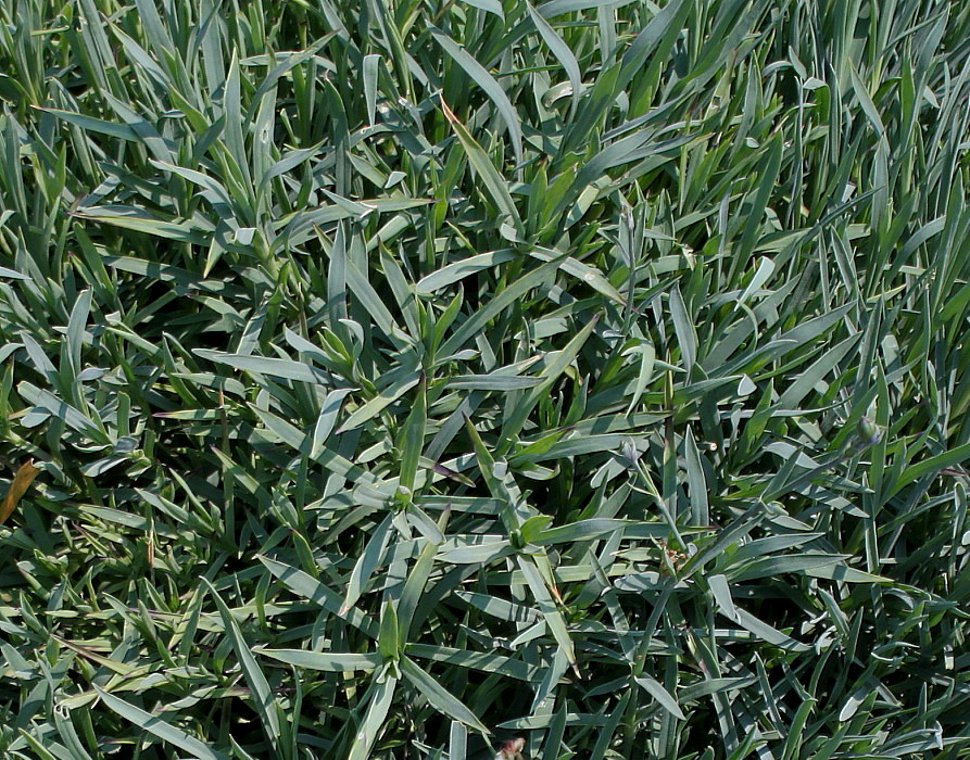 Image of Dianthus gratianopolitanus specimen.