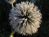 Echinops sphaerocephalus