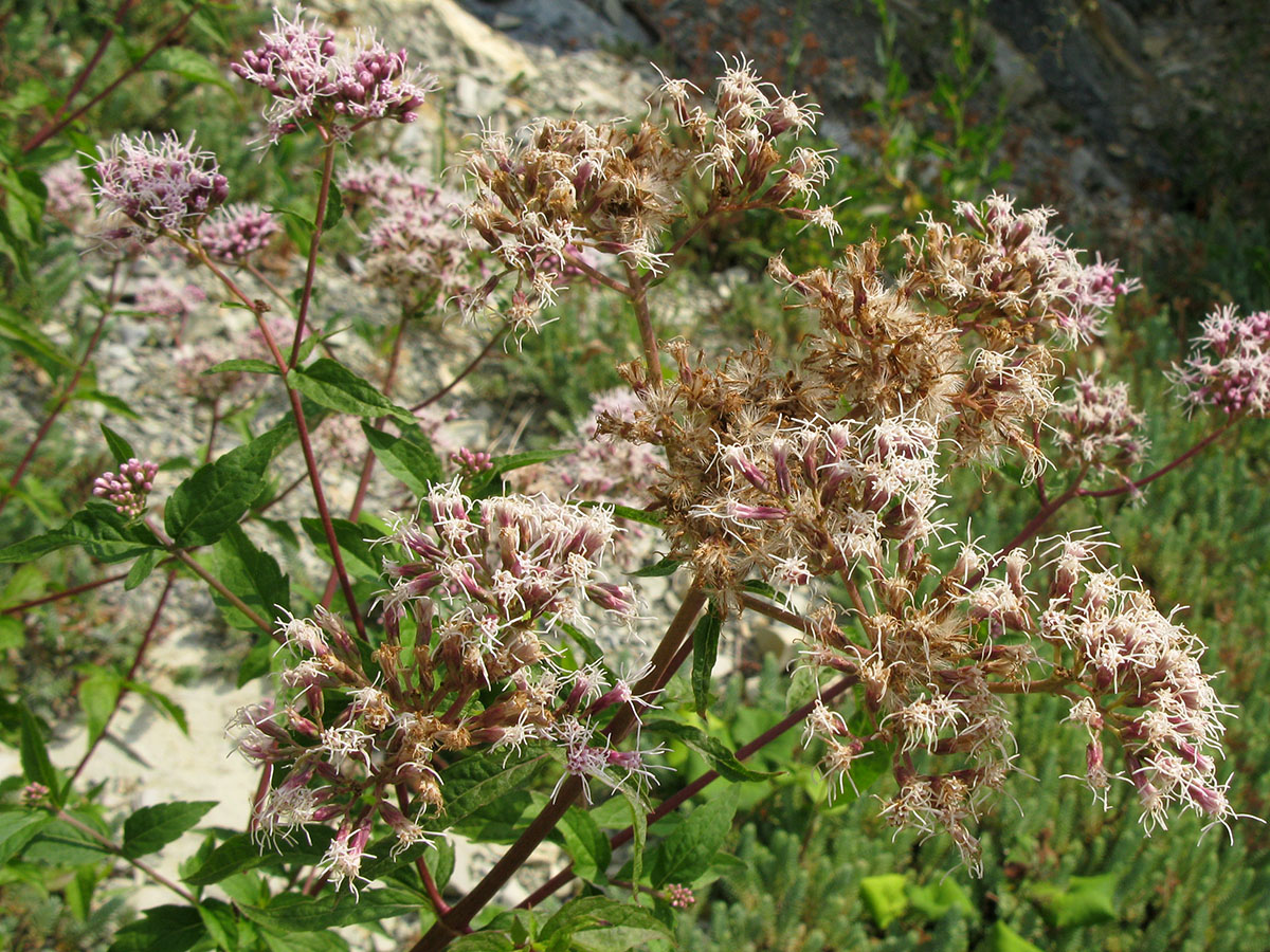 Image of Eupatorium cannabinum specimen.