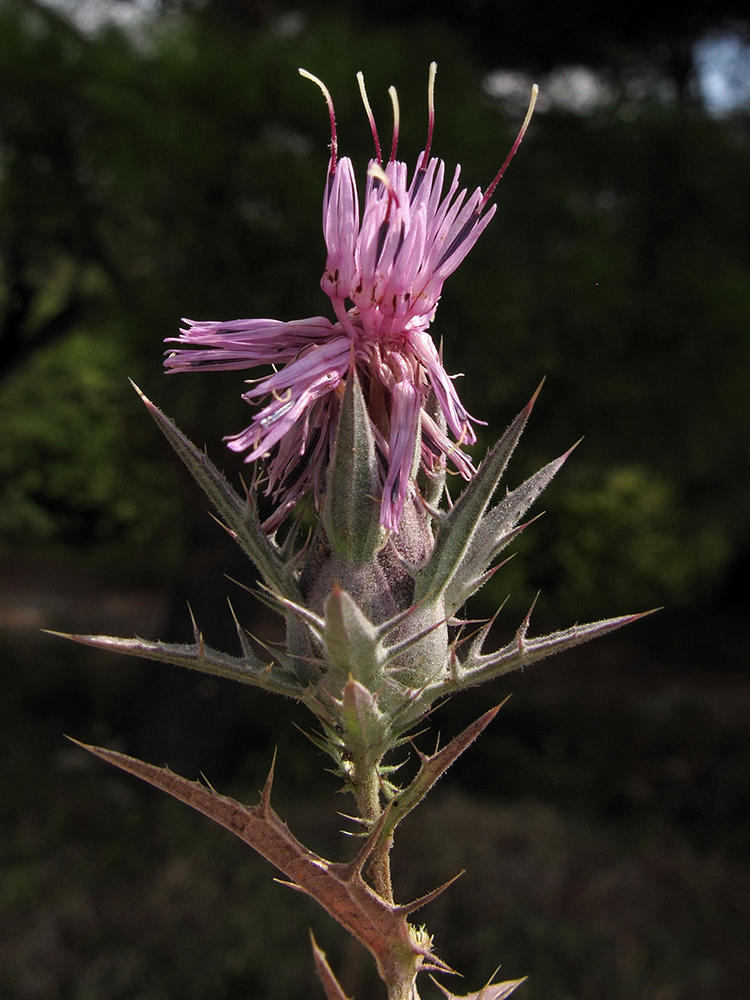 Image of Carthamus glaucus specimen.