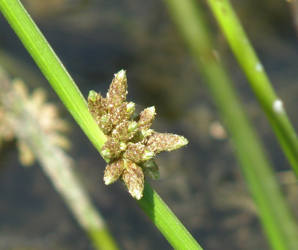 Image of Schoenoplectiella supina specimen.