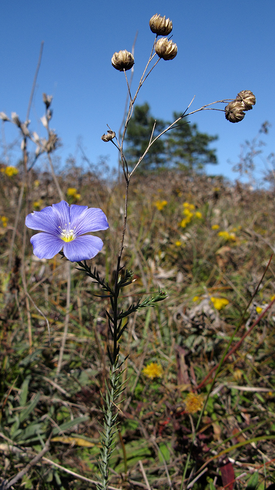 Image of Linum squamulosum specimen.