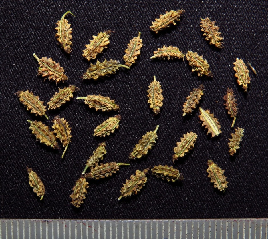 Image of Astrodaucus littoralis specimen.