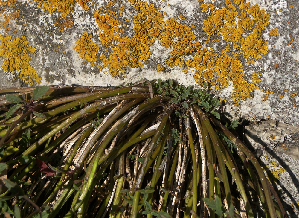 Image of Scrophularia rupestris specimen.