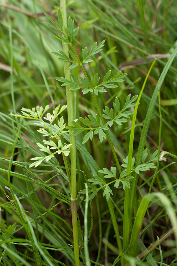 Image of Selinum carvifolia specimen.