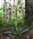 Chimaphila umbellata