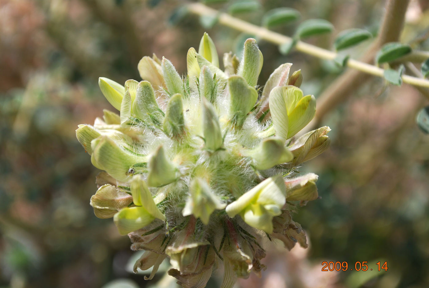 Image of Astragalus turbinatus specimen.