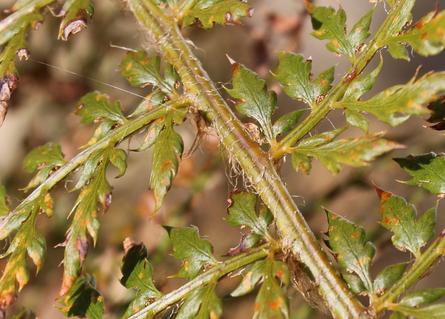 Image of Polystichum proliferum specimen.