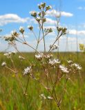 Gypsophila volgensis. Соцветие. Республика Татарстан, г. Бавлы. 09.07.2009.