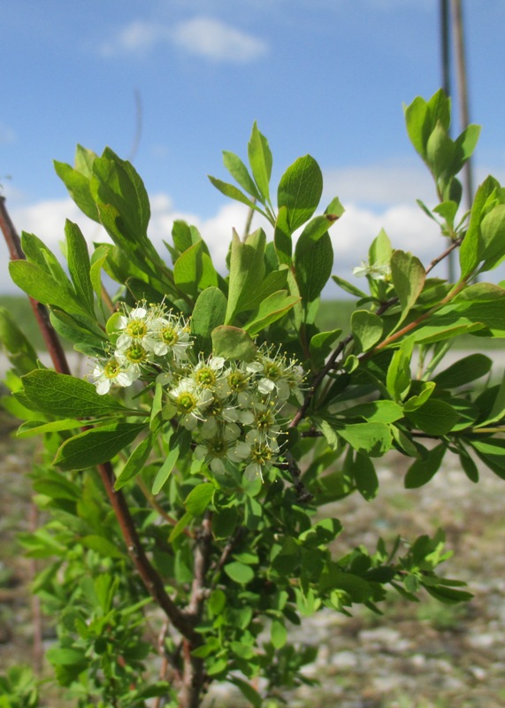 Image of Spiraea media specimen.