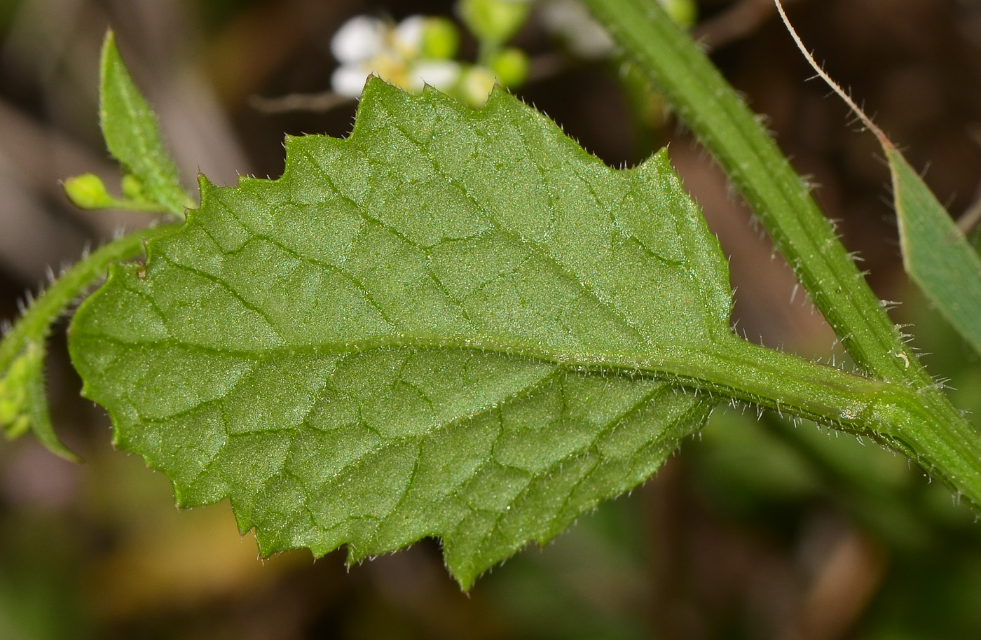 Image of Crambe hispanica specimen.