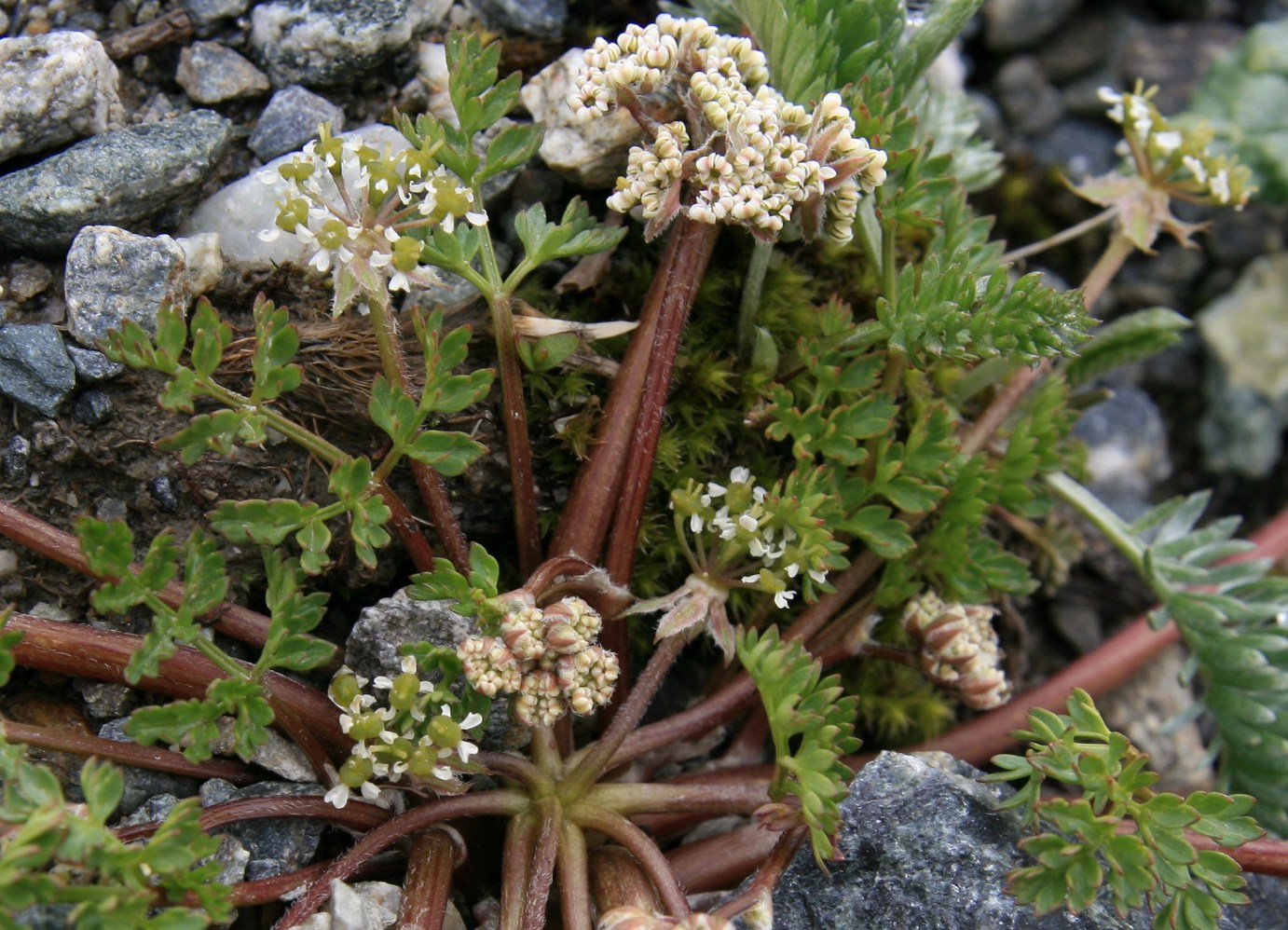 Image of Chaerophyllum humile specimen.