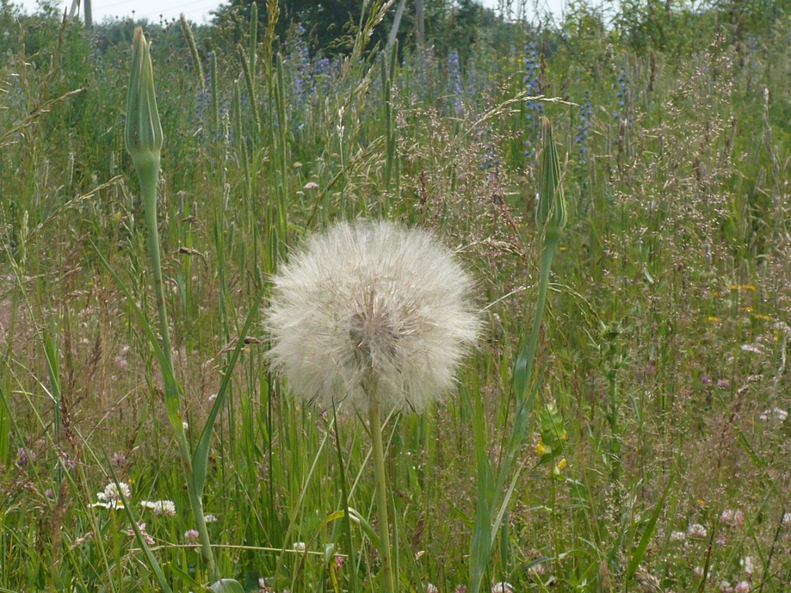 Image of Tragopogon orientalis specimen.