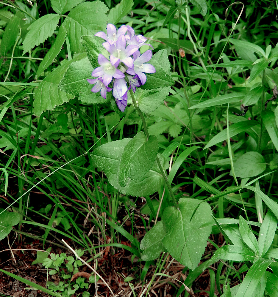 Image of Campanula maleevii specimen.