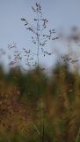 Agrostis tenuis. Соцветие. Видны мелкие одноцветковые колоски в очень рыхлой метелке. Архангельская обл., середина августа.