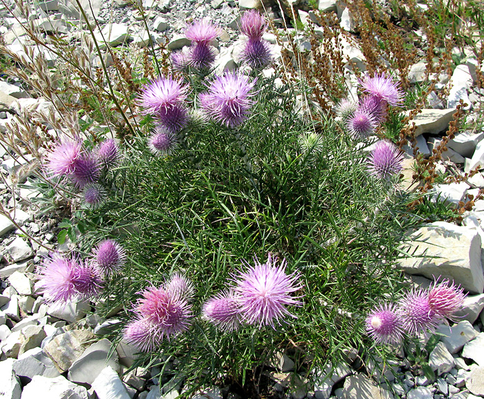 Image of Lamyra echinocephala specimen.