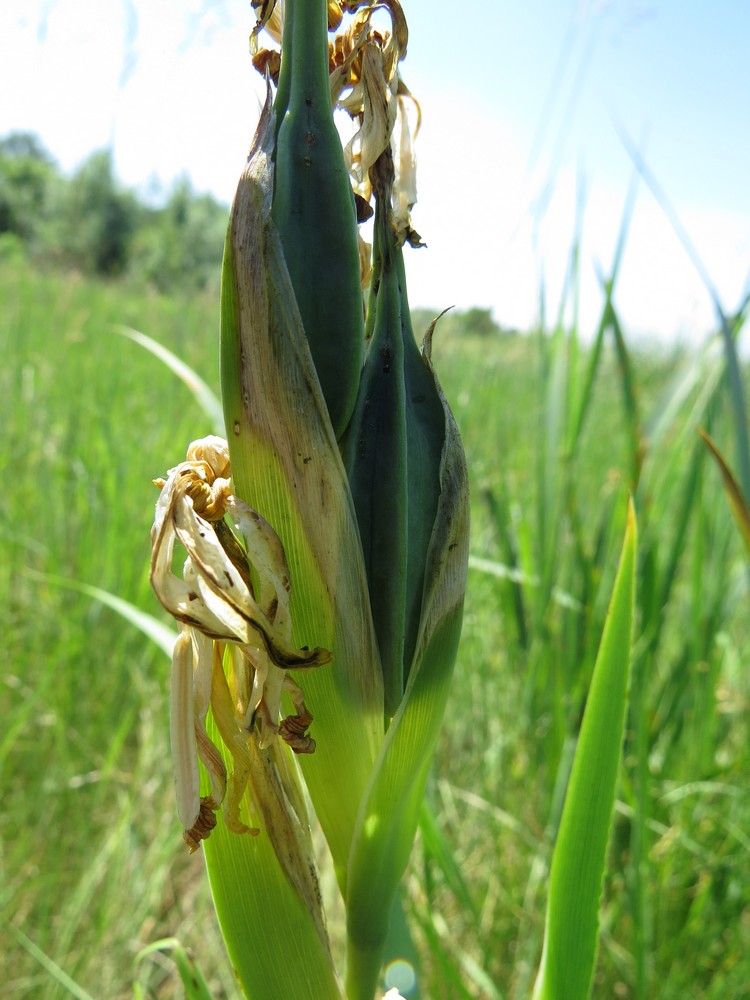 Изображение особи Iris halophila.