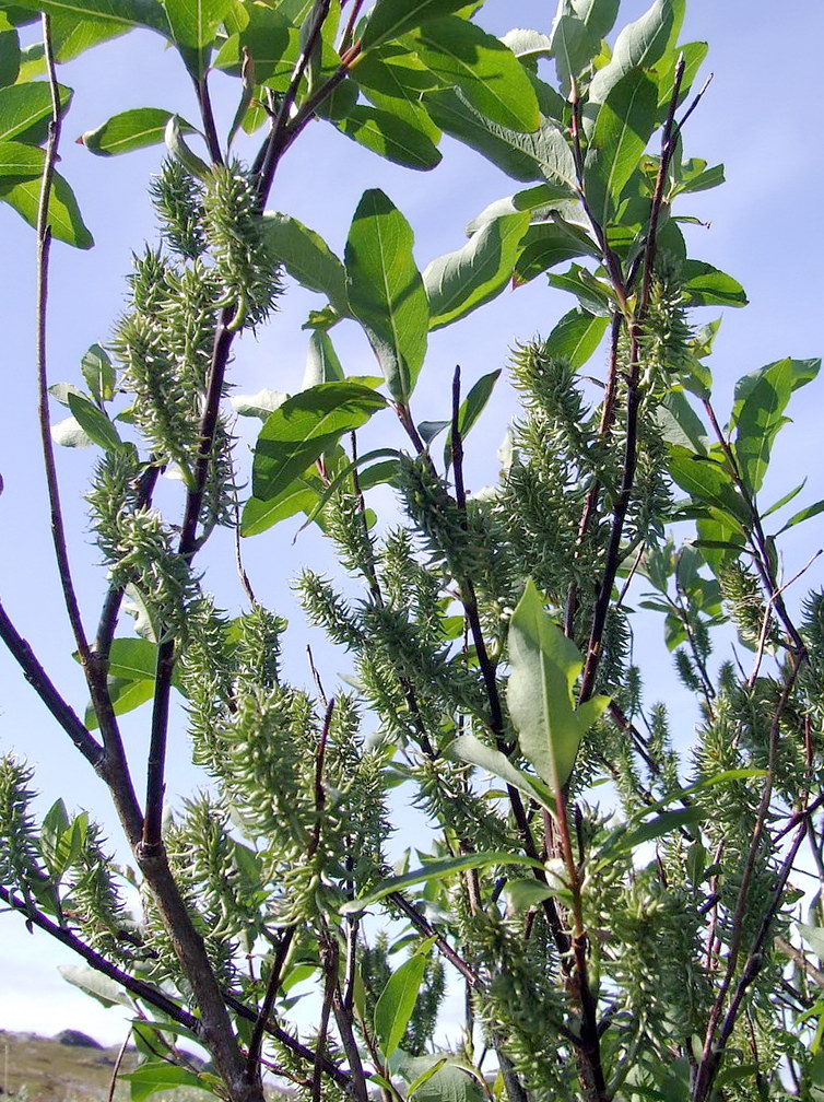 Image of Salix phylicifolia specimen.