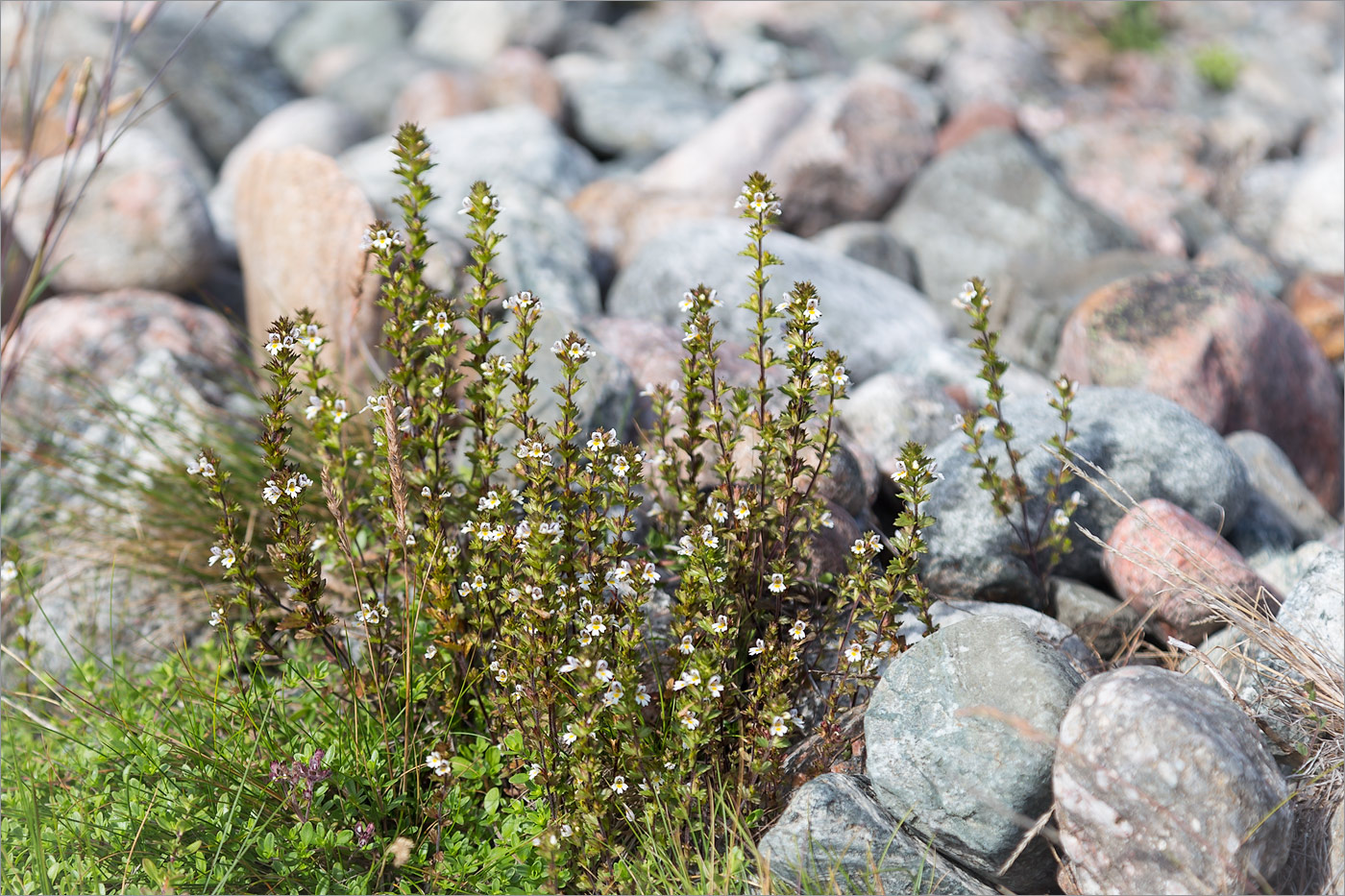 Image of Euphrasia frigida specimen.