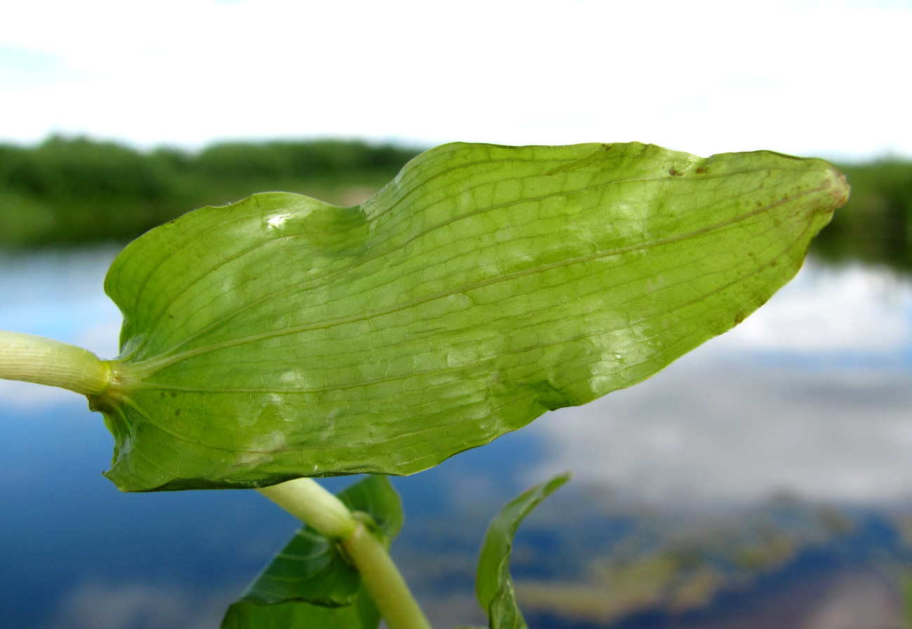 Изображение особи Potamogeton perfoliatus.