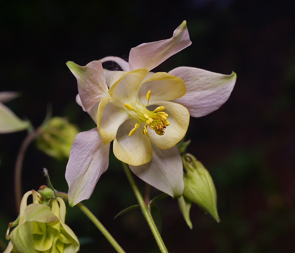 Image of genus Aquilegia specimen.