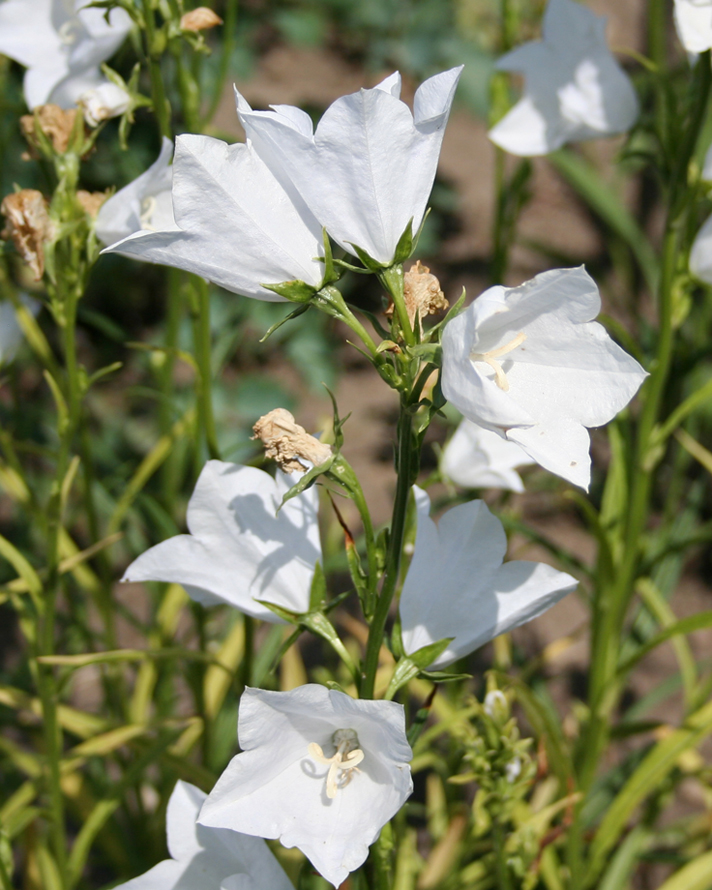 Изображение особи Campanula persicifolia.