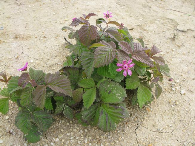 Изображение особи Rubus arcticus.