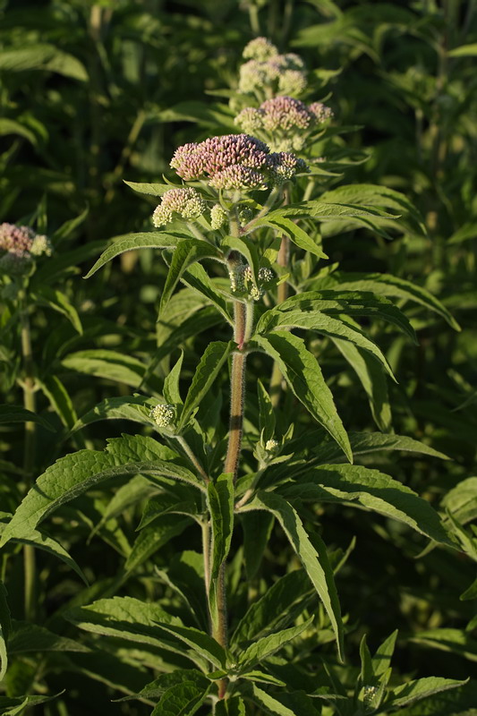 Изображение особи Eupatorium cannabinum.