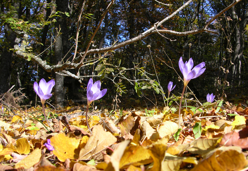 Изображение особи Crocus speciosus.