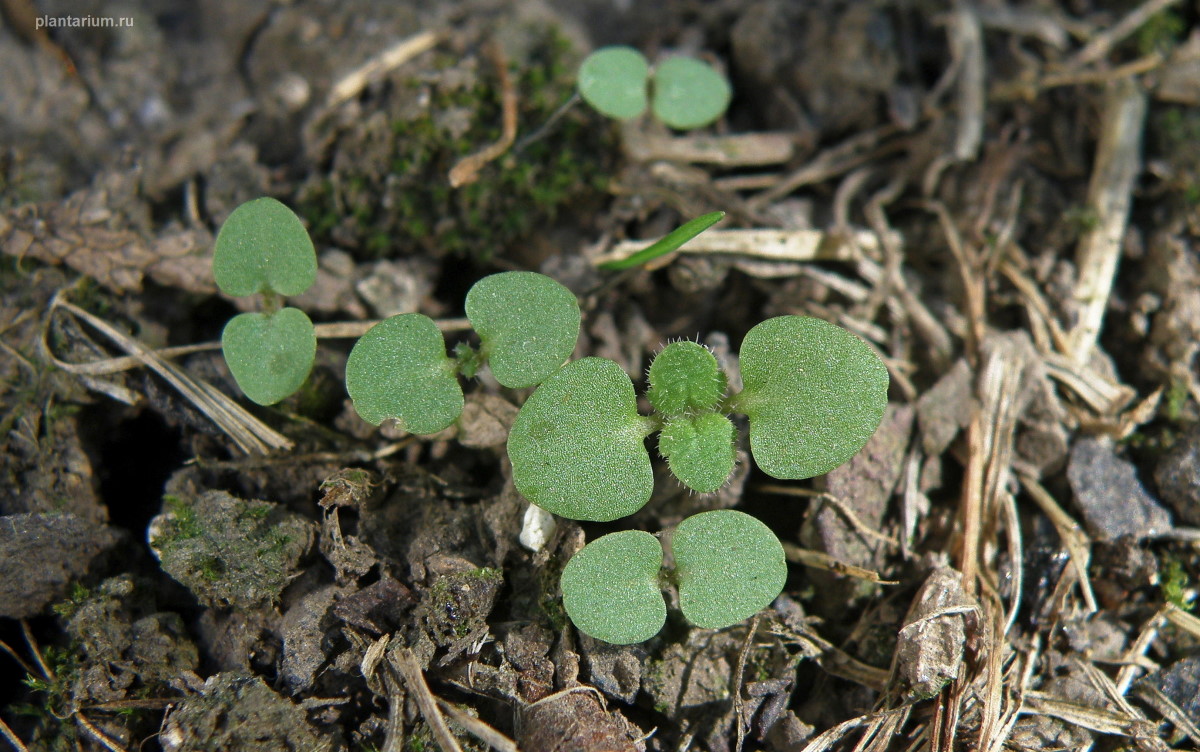 Image of Veronica polita specimen.